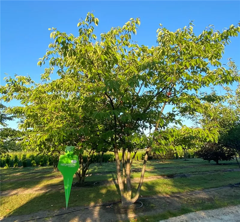Prunus serrulata 'Taihaku'