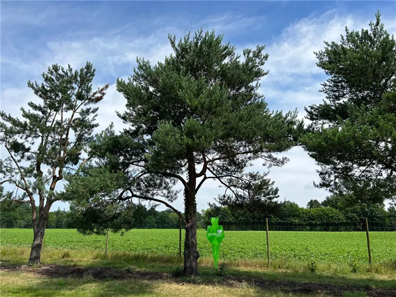 Pinus sylvestris