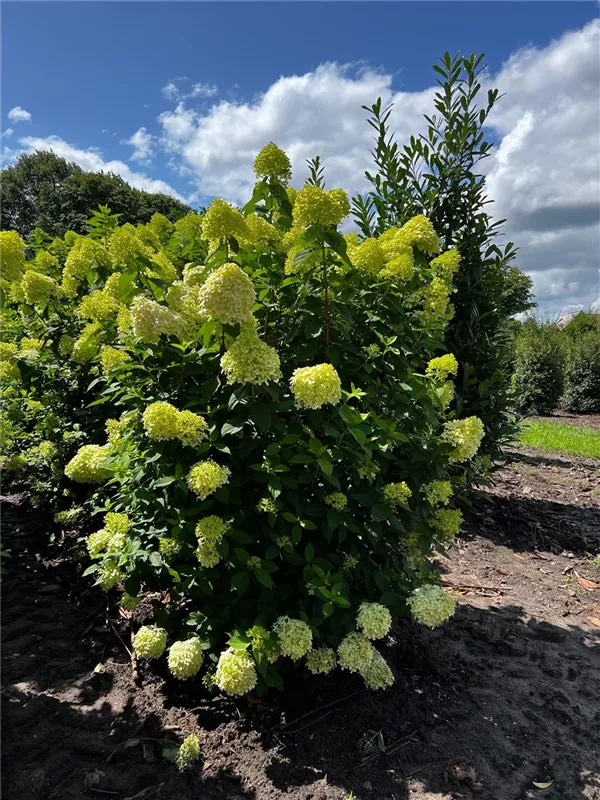 Hydrangea panic. 'Limelight' -S-