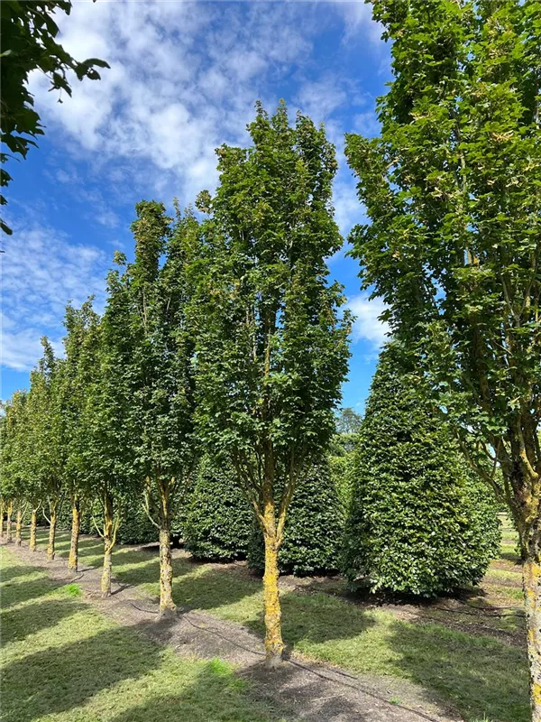 Acer campestre 'Green Column'