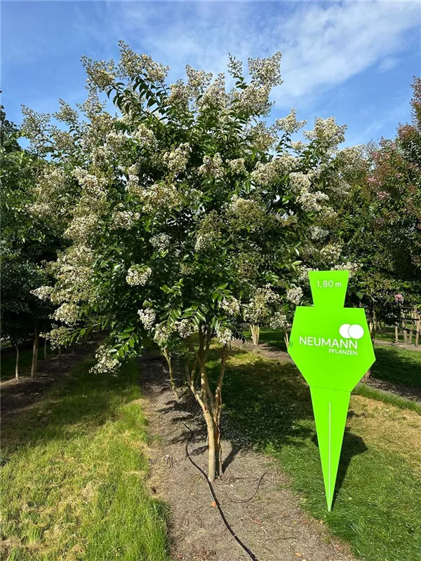 Lagerstroemia indica 'Natchez'