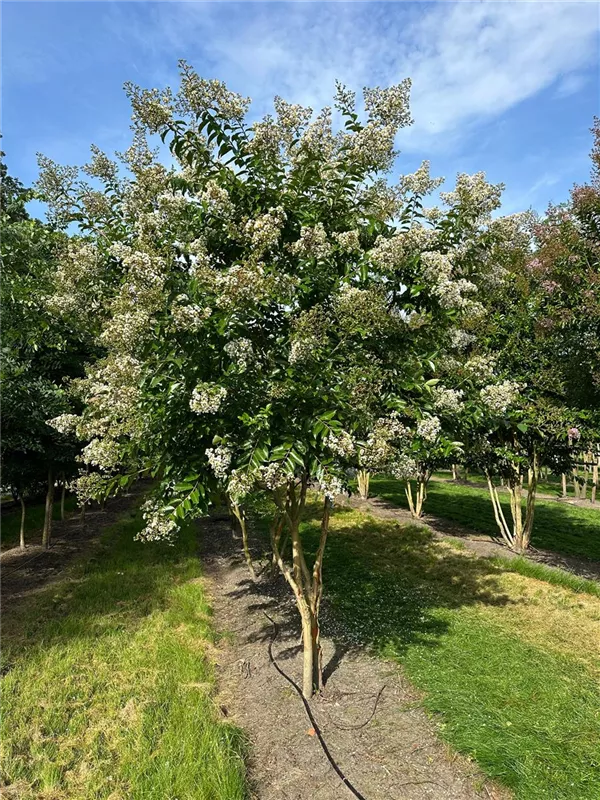 Lagerstroemia indica 'Natchez'