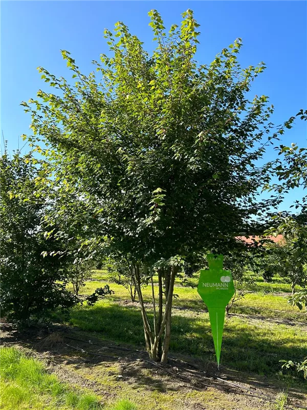 Acer rubrum 'October Glory'