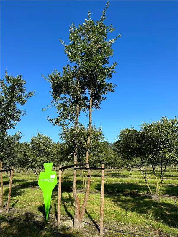 Quercus pubescens