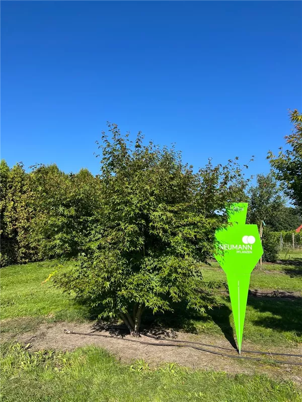 Acer palmatum