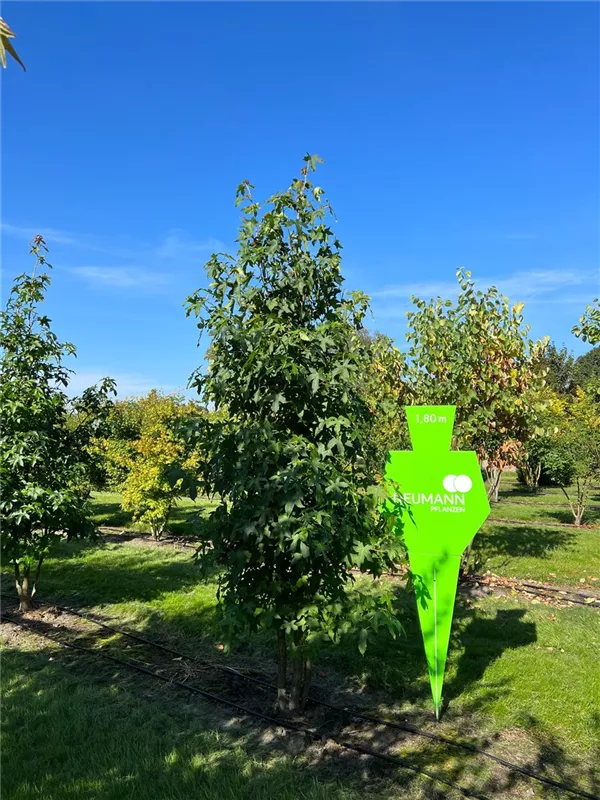 Liquidambar styraciflua