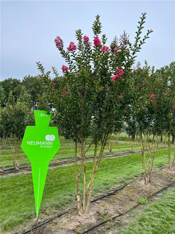 Lagerstroemia indica 'Tuscarora'