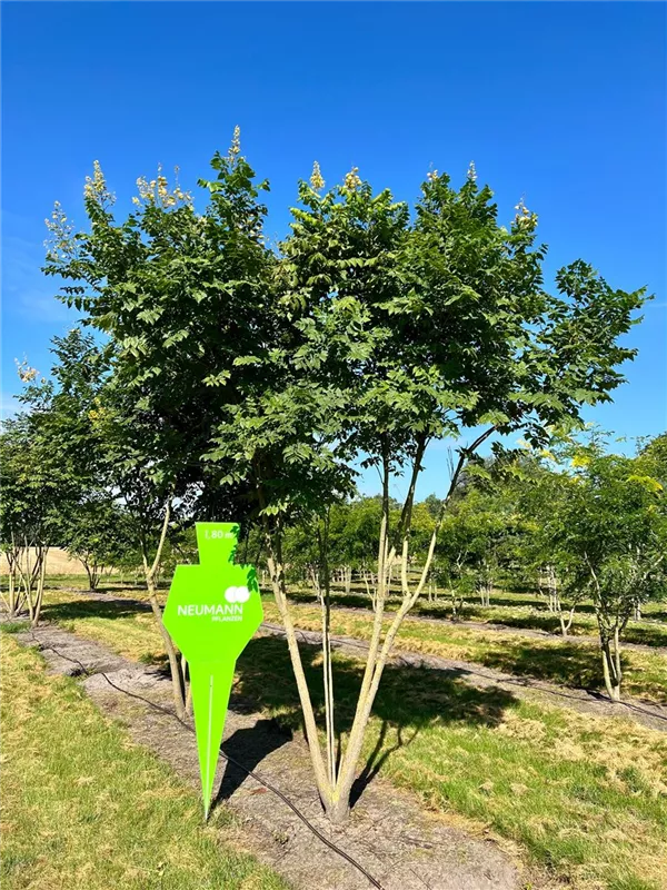 Koelreuteria paniculata