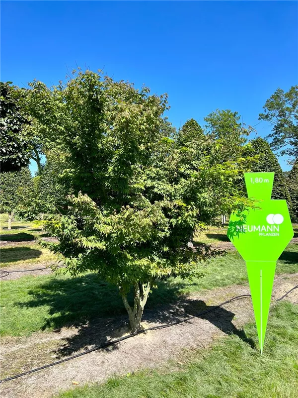 Acer palmatum