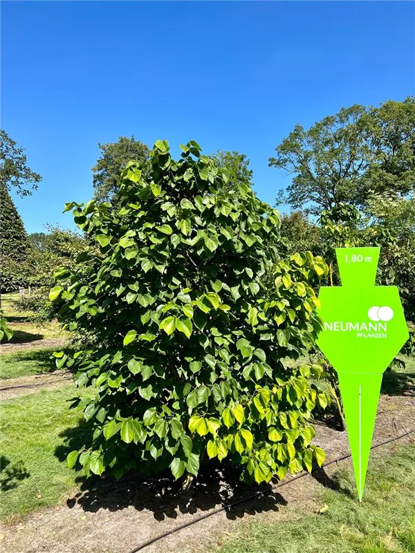 Cercis chinensis 'Avondale'