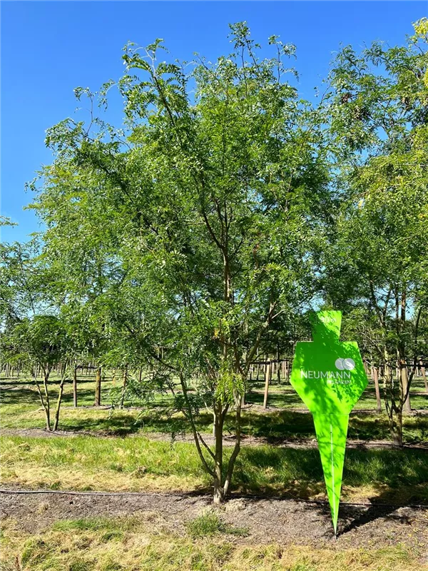 Gleditsia triacanthos 'Skyline'