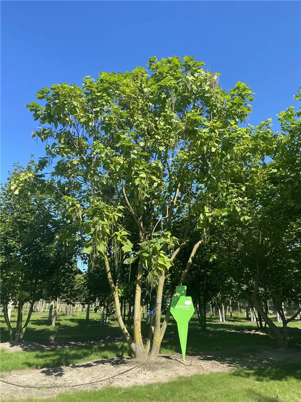 Catalpa bignonioides