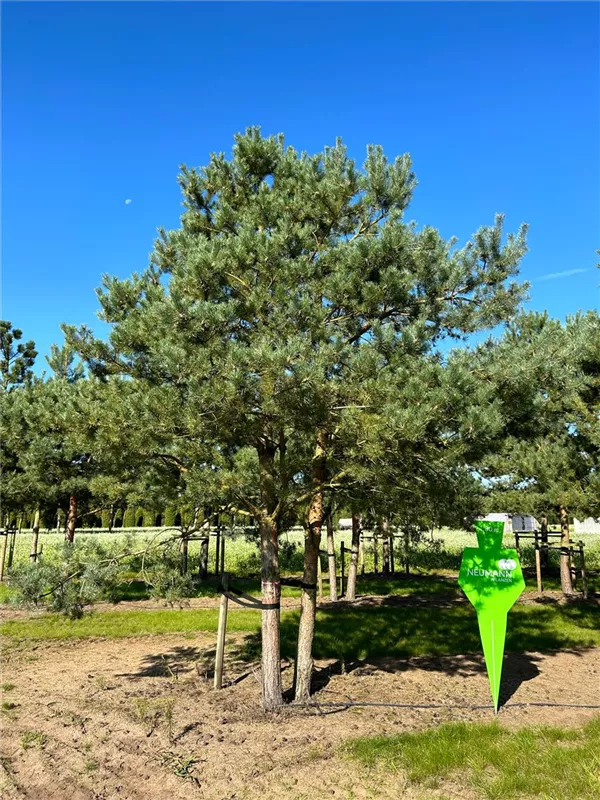 Pinus sylvestris