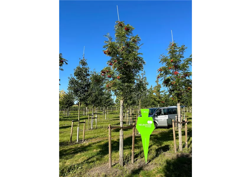 Eberesche 'Dodong'