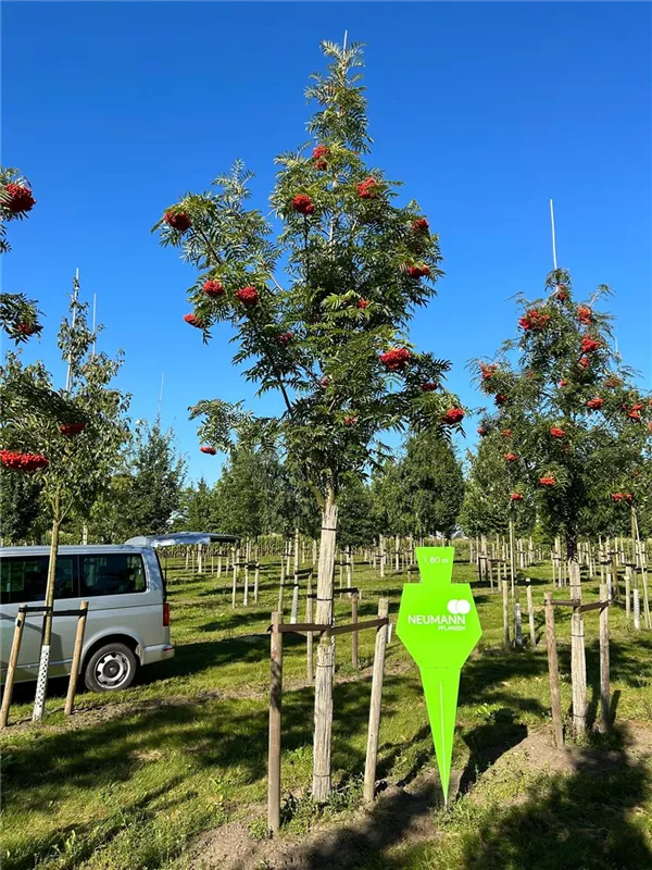 Sorbus 'Dodong'