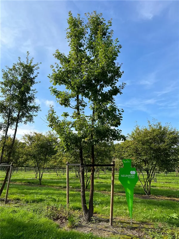 Quercus pubescens