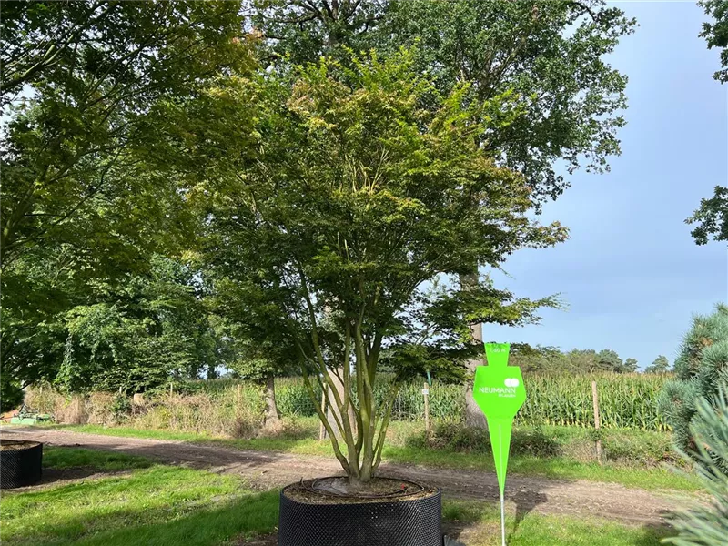 Acer palmatum