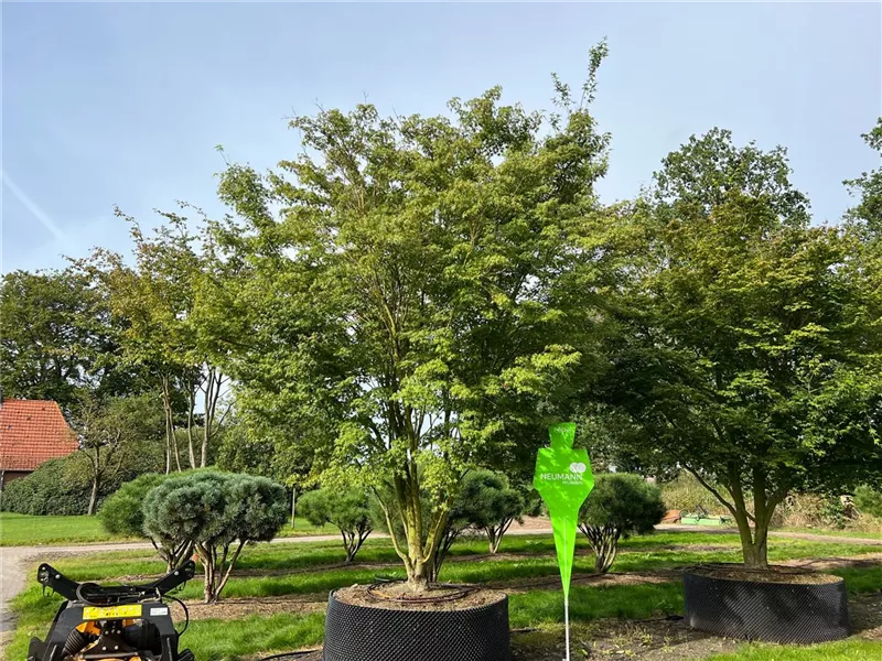 Acer palmatum