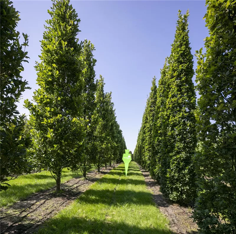 Quercus warei 'Wind Candle'