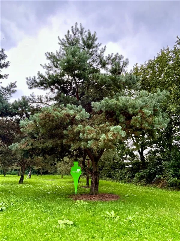 Pinus sylvestris