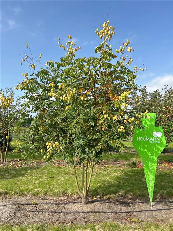 Koelreuteria paniculata