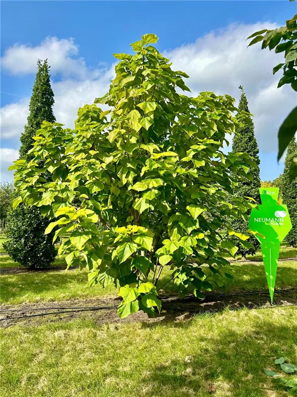 Catalpa bignonioides 'Aurea'