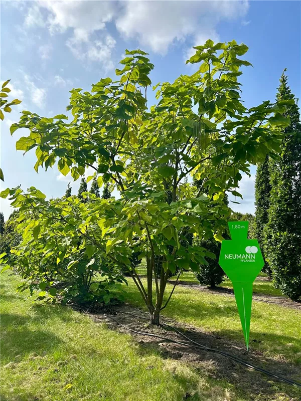 Catalpa bignonioides 'Aurea'