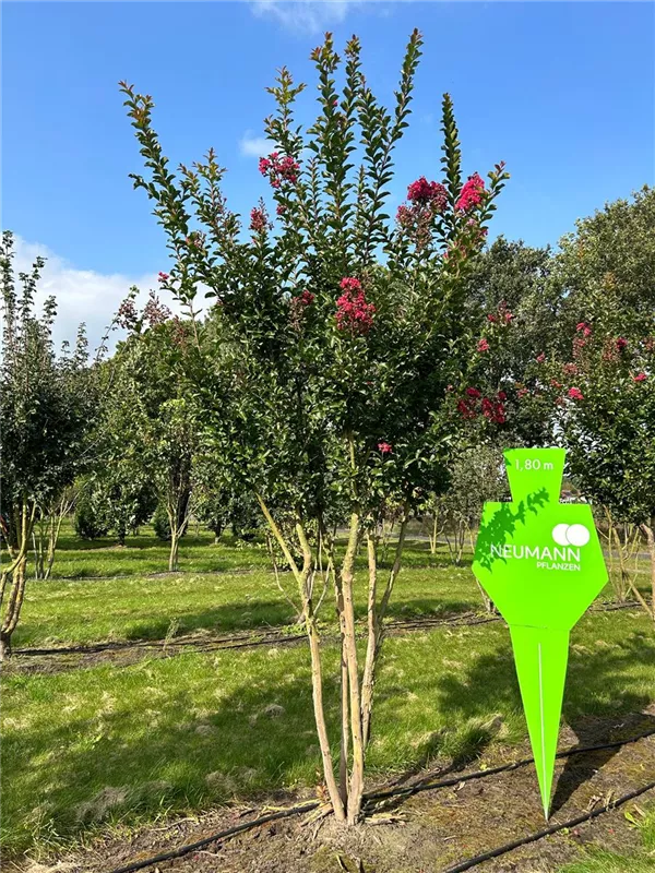 Lagerstroemia indica 'Tuscarora'