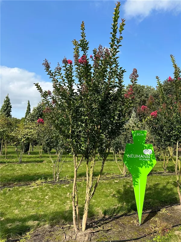 Lagerstroemia indica 'Tuscarora'