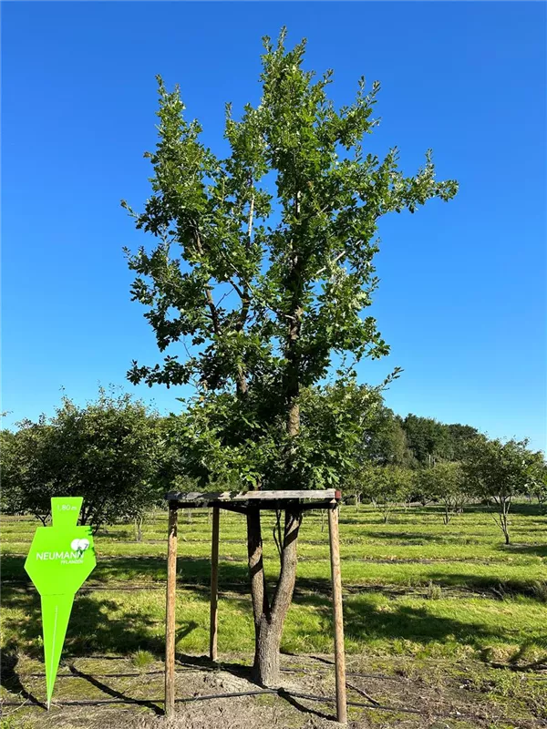 Quercus pubescens