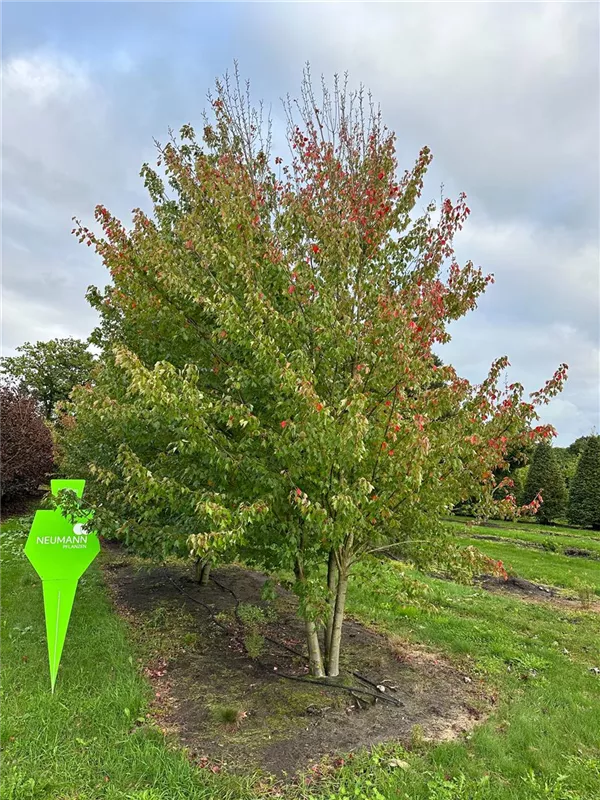 Acer rubrum 'October Glory'