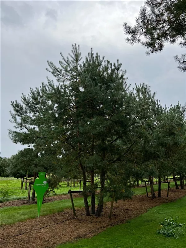 Pinus sylvestris