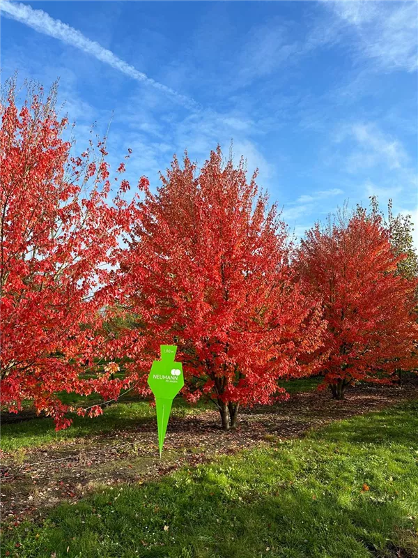 Acer rubrum 'Red Sunset'