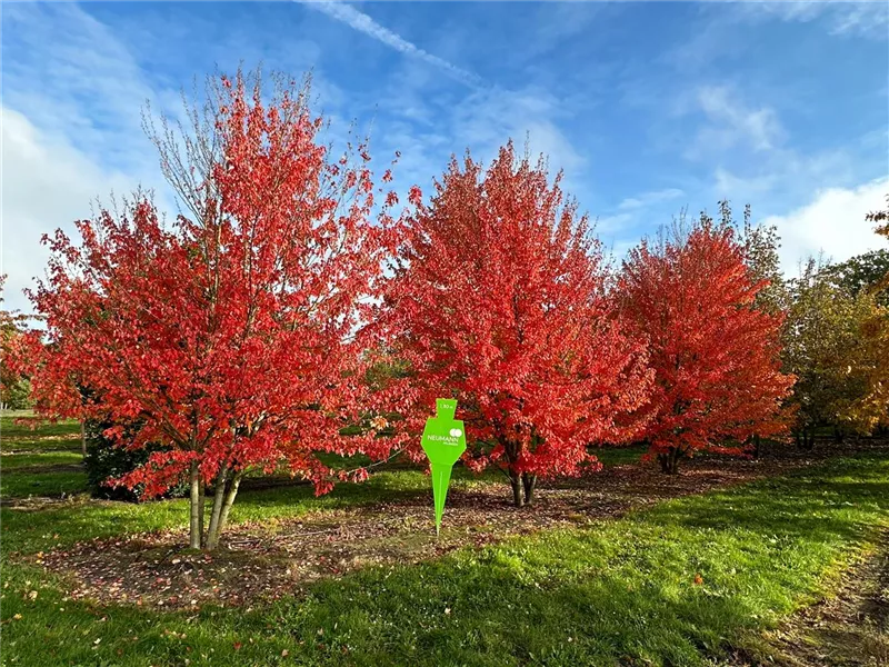 Acer rubrum 'Red Sunset'