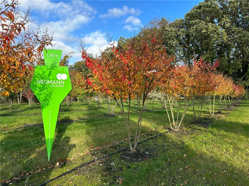 Lagerstroemia indica 'Natchez'