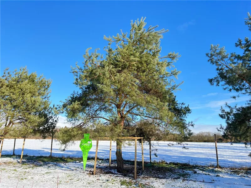 Pinus sylvestris