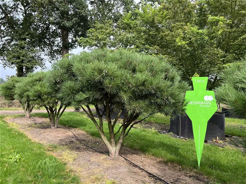 Pinus densiflora 'Umbraculifera'