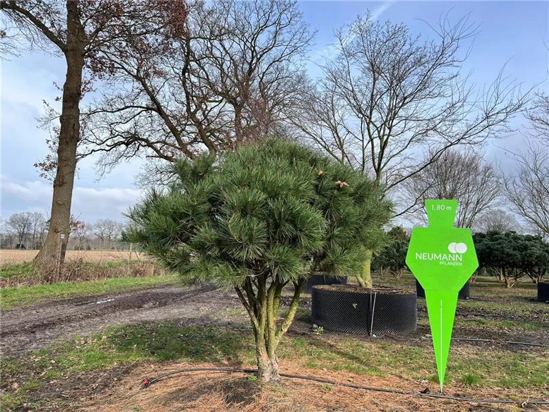 Pinus densiflora 'Umbraculifera'