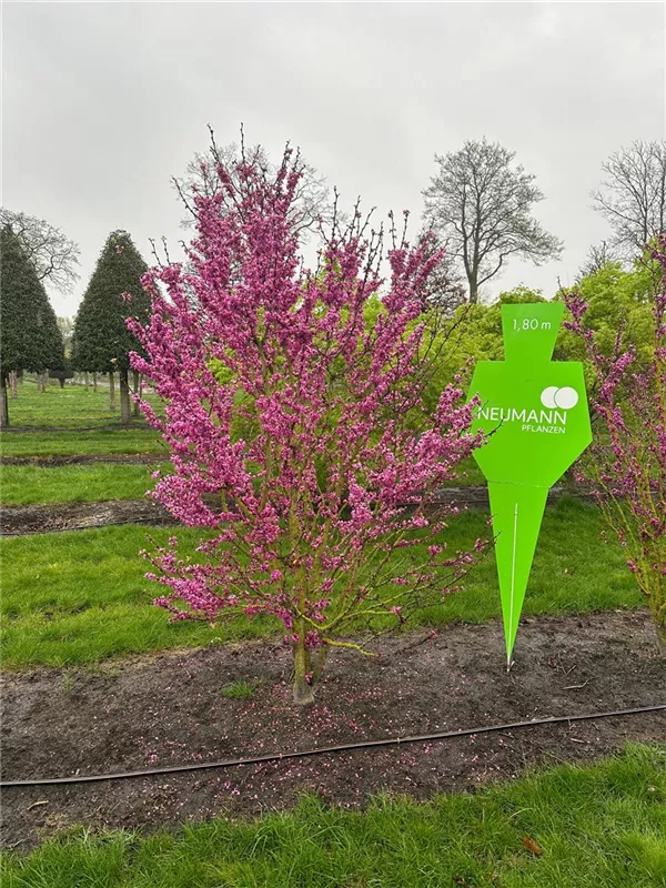 Cercis chinensis 'Avondale'