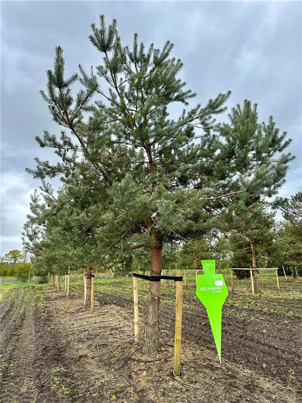 Pinus sylvestris