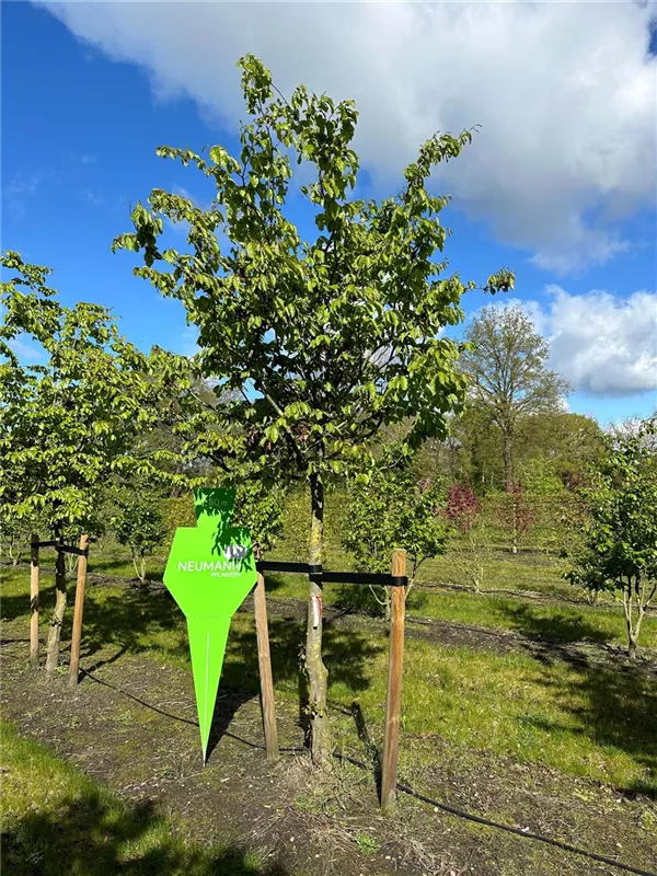 Parrotia persica