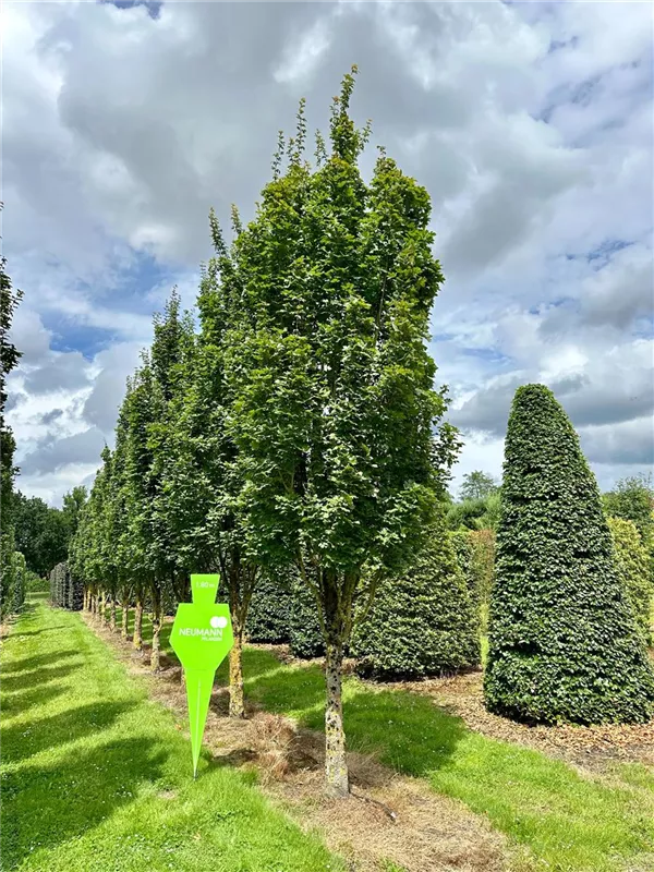 Acer campestre 'Green Column'