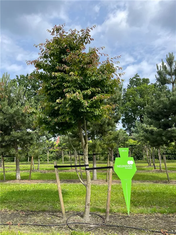 Parrotia persica