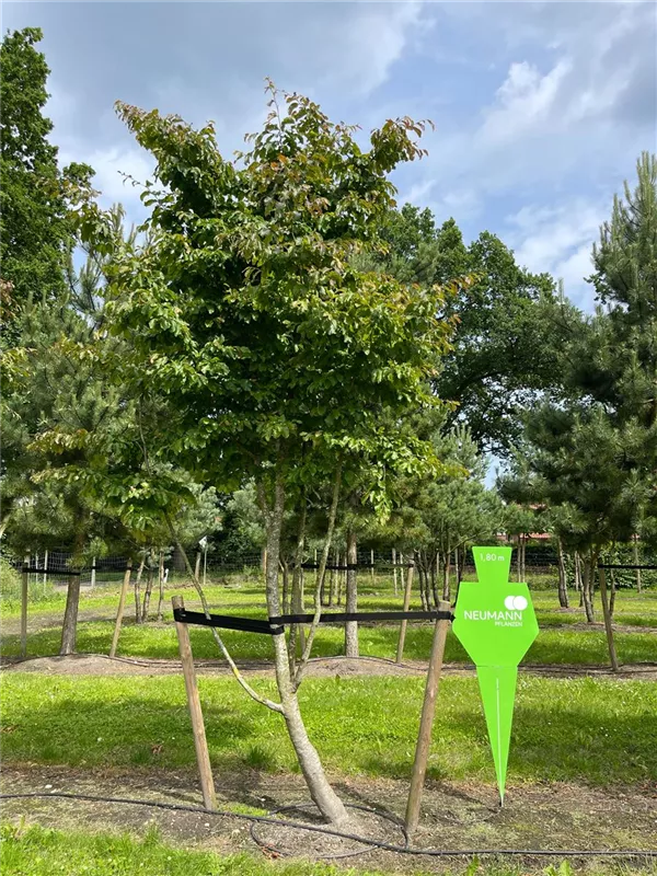 Parrotia persica