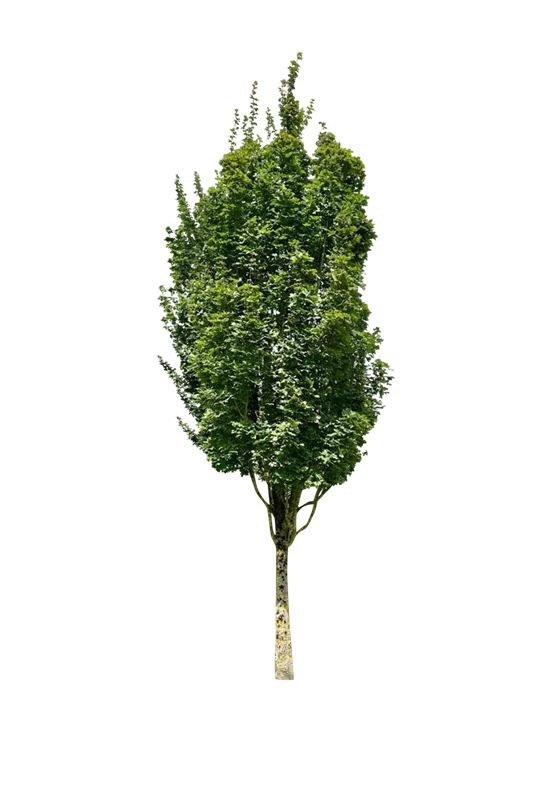 Acer campestre 'Green Column'