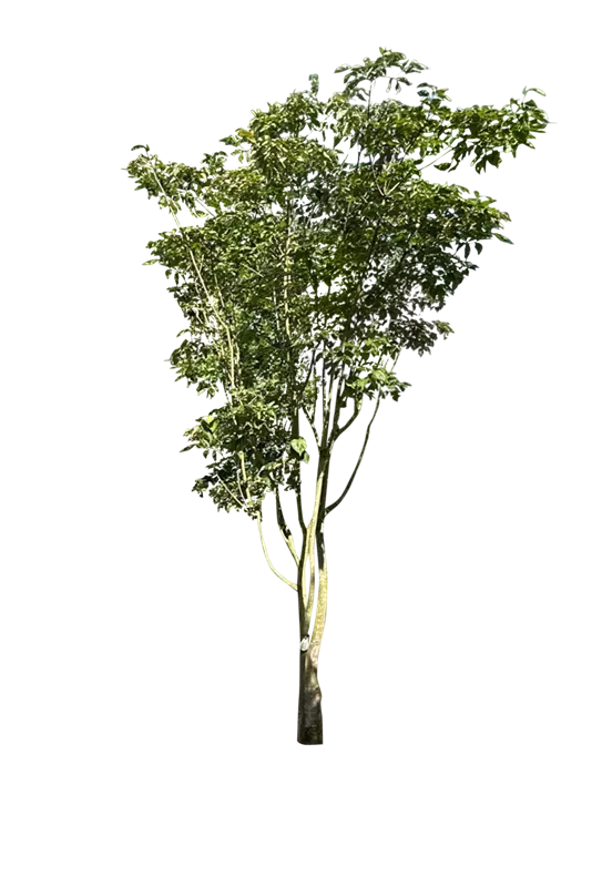Cornus kousa 'Venus' -R-