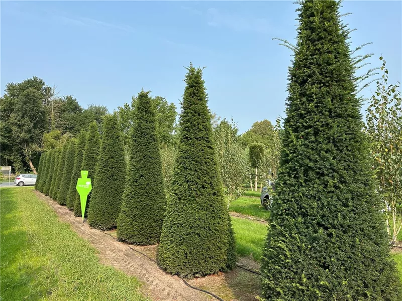 Taxus baccata 'Höpken's Gigant'