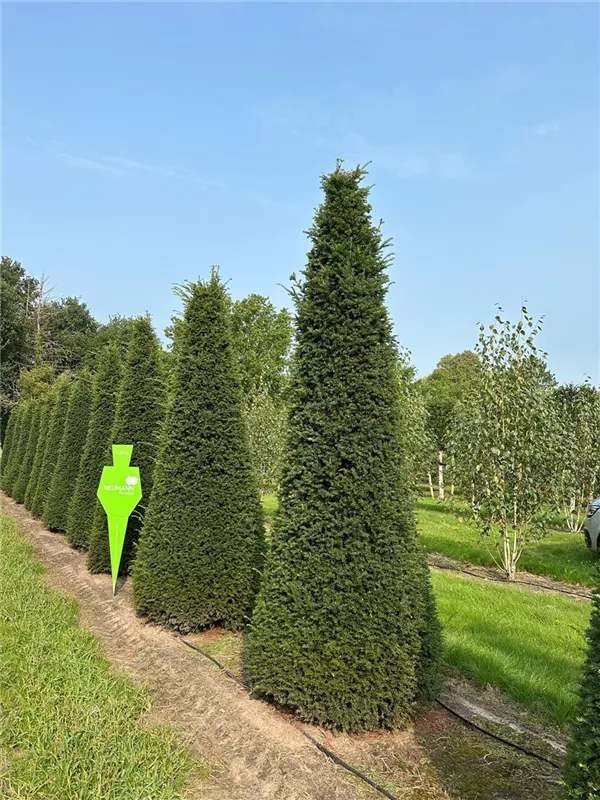 Taxus baccata 'Höpken's Gigant'