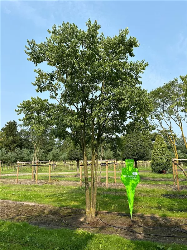 Celtis australis