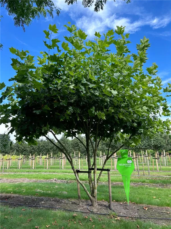 Platanus hispanica